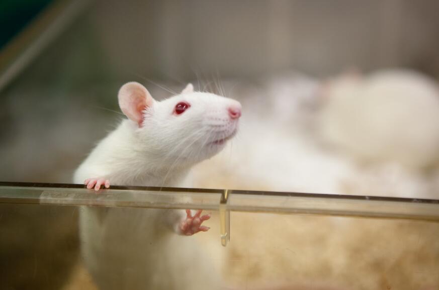 科学家借助基因编辑疗法成功治愈一只艾滋病活体白鼠